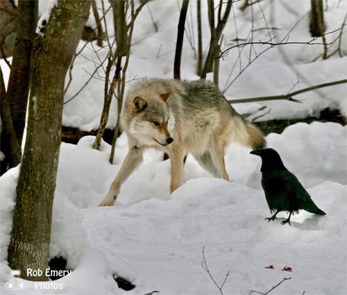 Wolf eyeing a crow